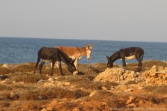 Karpaz-Donkeys