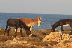 1_Karpaz-Donkeys-600x600